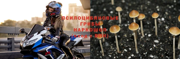 стаф Баксан